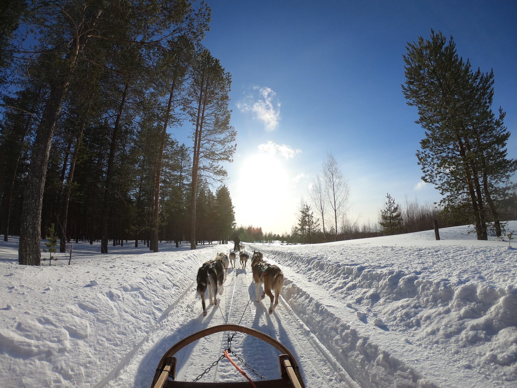 sled pulled by dogs